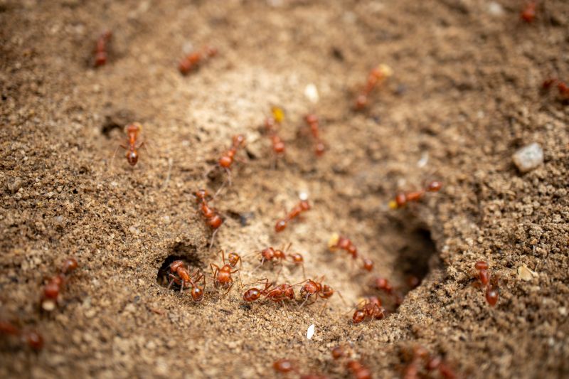 Red Ant Extermination in Fort Worth, TX