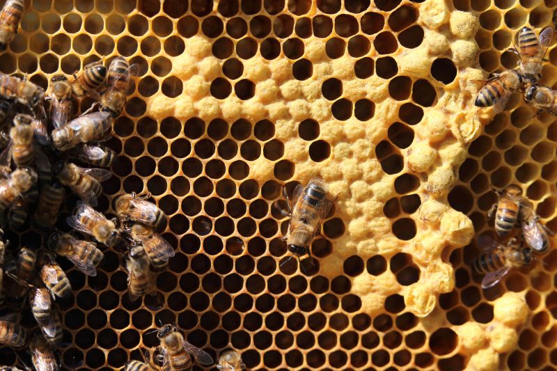 Bee Removal