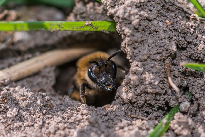 Interior Hive Removal