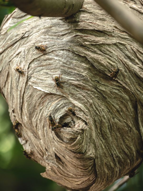 Bee Removal Cost Guide — Cost of Bee Removal