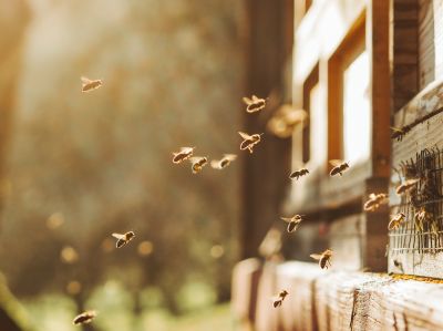 Bee Removal Cost Guide — Cost of Bee Removal