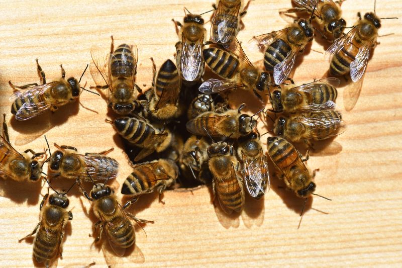 Bee Removal Cost Guide — Cost of Bee Removal