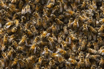Bee Removal Cost Guide — Cost of Bee Removal
