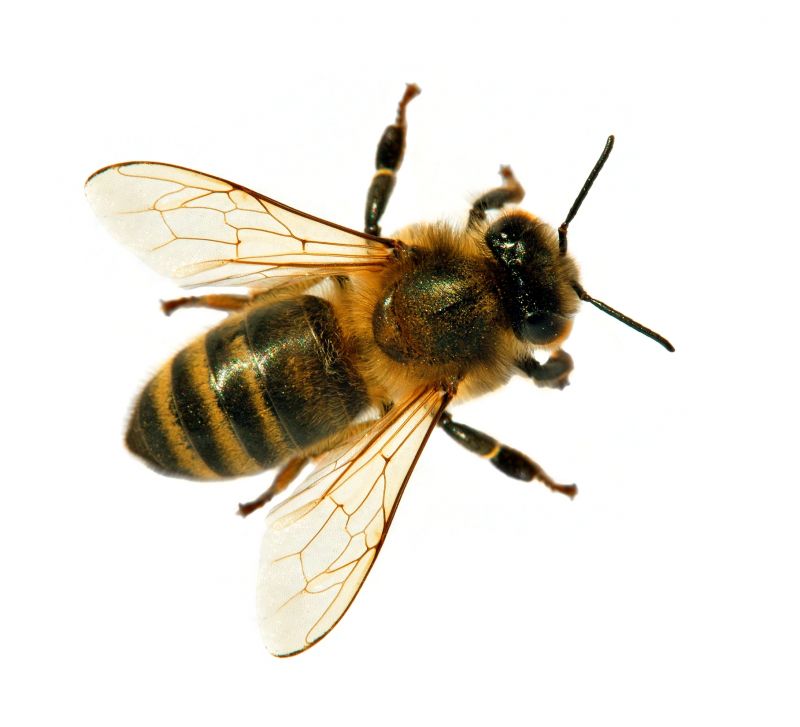 Bee Removal