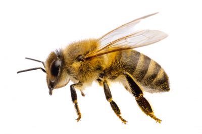 Humane Bee Removal Methods Explained