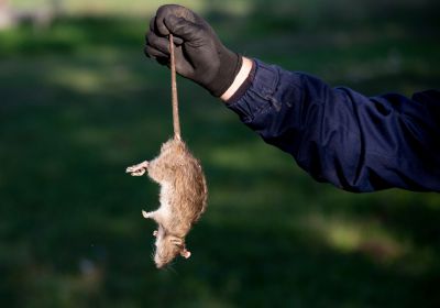 Rodent Extermination Service