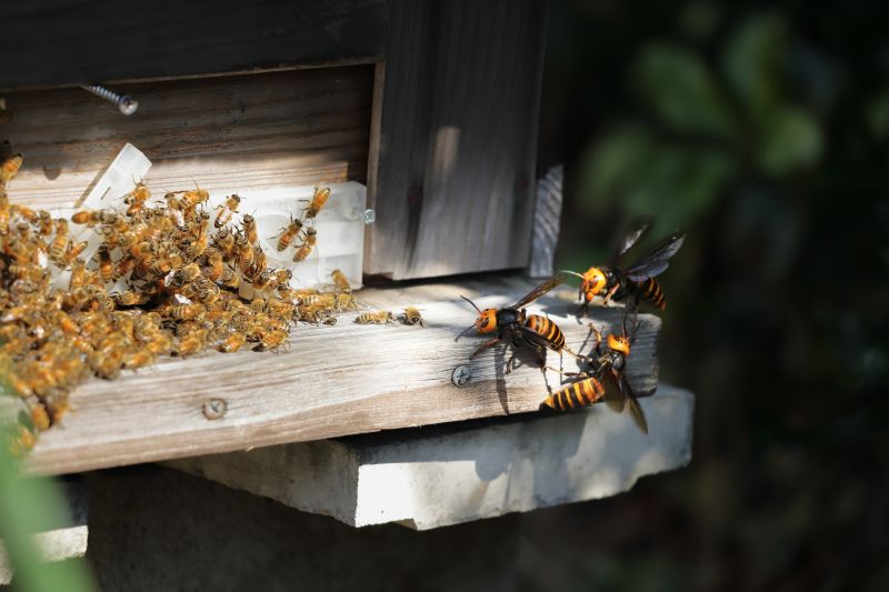 Signs You Have Bees Nesting In Your Home Or Building