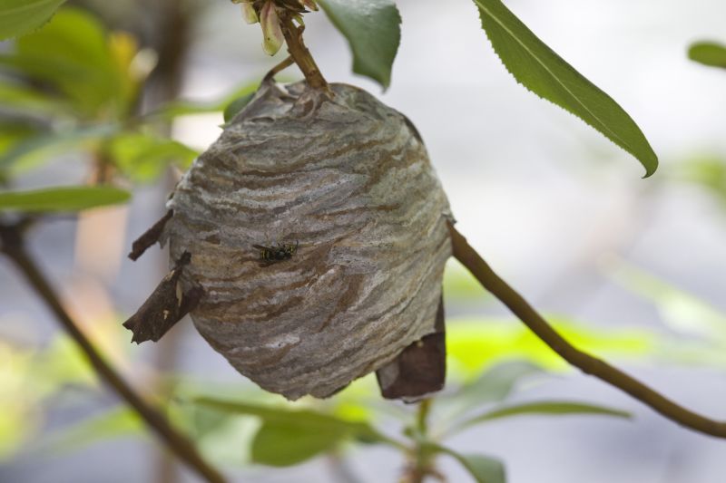 Signs You Have Bees Nesting In Your Home Or Building
